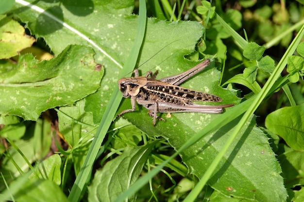 Locust sits fixedly on a green plant leaf on sunny summer day macro photo side view