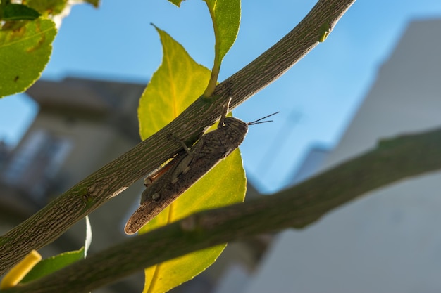 A locust sits on a tree branch