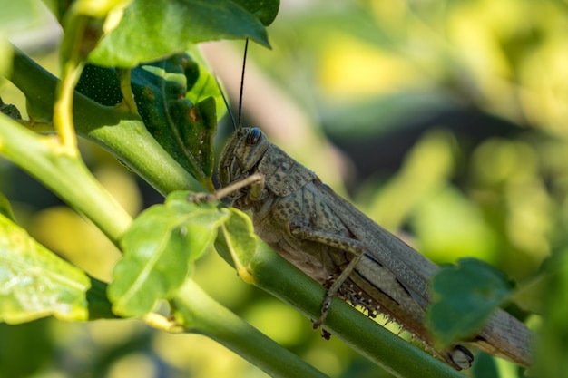 A locust sits on a tree branch