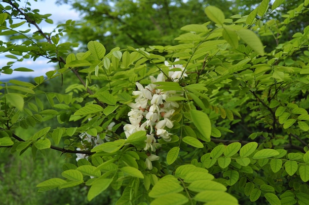 메뚜기 나무 꽃