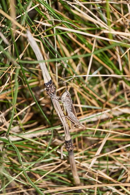 Locusts are sitting in the grass on the lawn