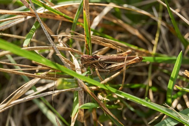 Locusts are sitting in the grass on the lawn.