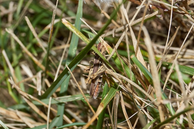 Locusts are sitting in the grass on the lawn.