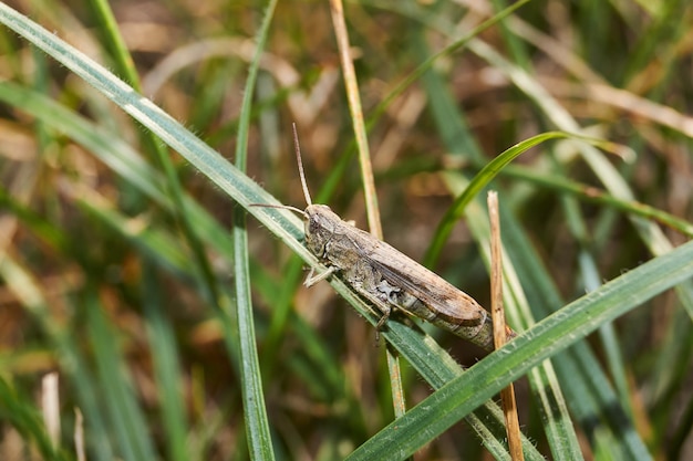 Locusts are sitting in the grass on the lawn