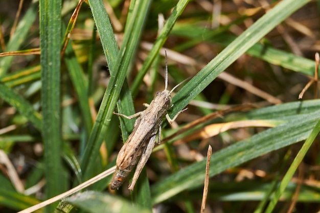 Locusts are sitting in the grass on the lawn