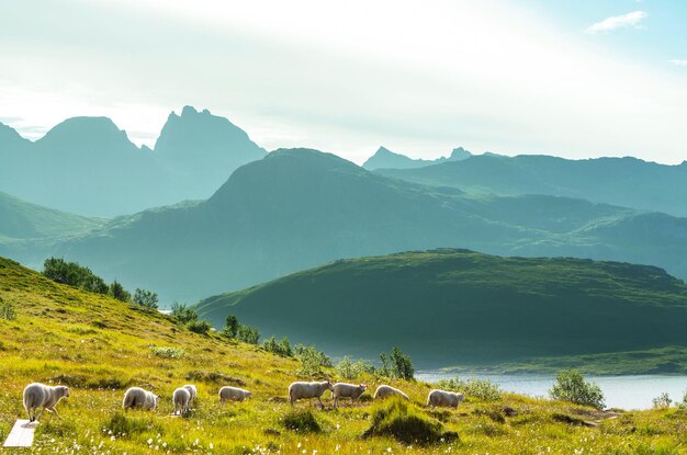 Lofoten-eilanden, in Noord-Noorwegen