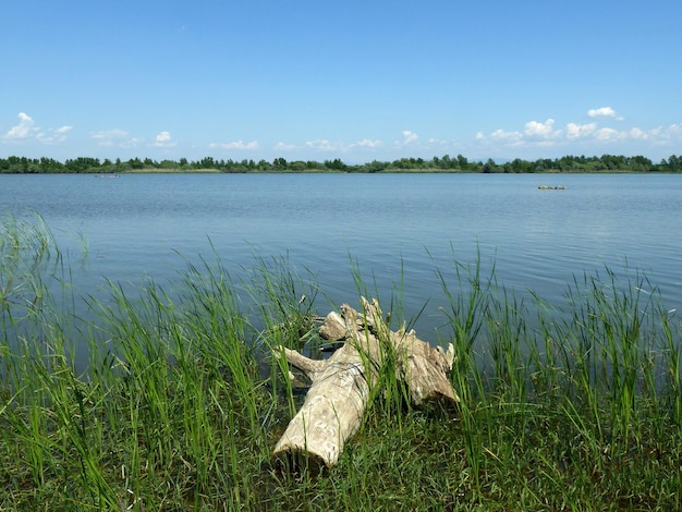 Log on the bank of the river