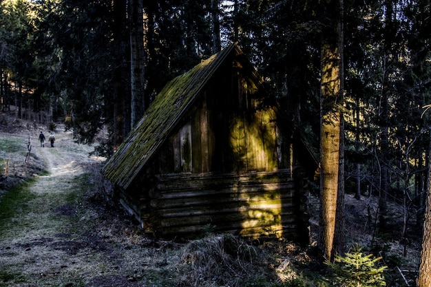 Foto cabina di legno nella foresta