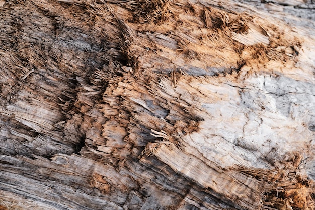 Log close up sawn tree side view of sharp parts of felled log Wood textured wall for background