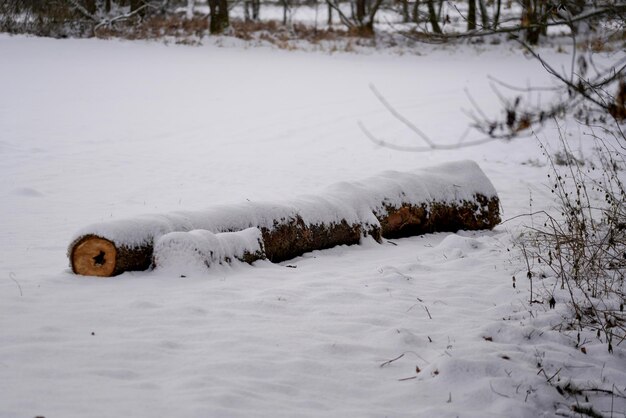 Log covered in snow in the winter forest
