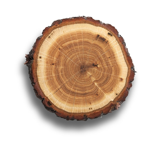 Log Cross Section