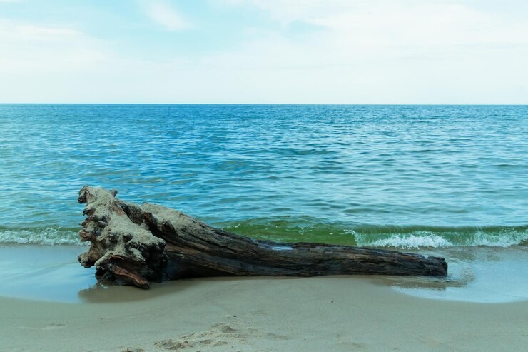 Photo a log on the seashore after the storm