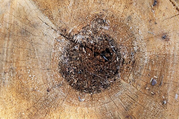 Log in section closeup wood old rings