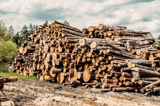 Log spruce trunks pile Sawn trees from the forest Logging timber wood industry Cut trees along a road prepared for removal