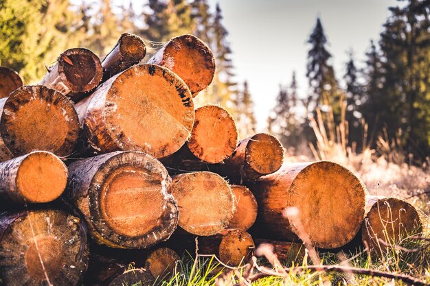 Log spruce trunks pile Sawn trees from the forest Logging timber wood industry Cut trees along a road prepared for removal