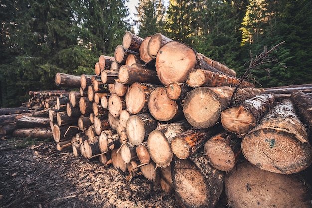 Log spruce trunks pile Sawn trees from the forest Logging timber wood industry Cut trees along a road prepared for removal