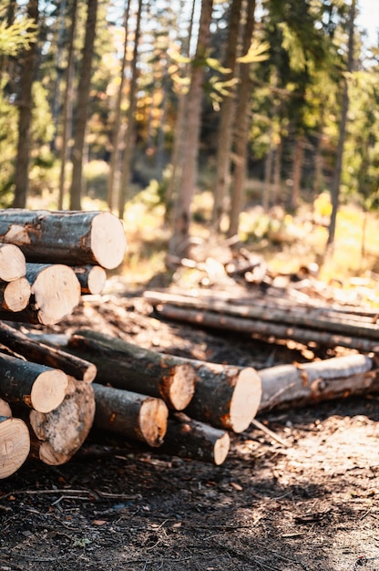 Log spruce trunks pile sawn trees from the forest logging\
timber wood industry cut trees along a road prepared for\
removal