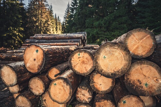 Фото Стопка бревен еловых стволов спиленные деревья из леса лесозаготовка лесная промышленность спил деревьев вдоль дороги, подготовленной к вывозу
