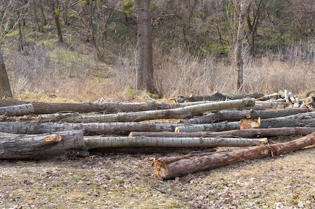Фото Бревенчатые еловые стволы куча спиленные деревья из леса лесозаготовка деревообрабатывающая промышленность рубка деревьев вдоль дороги