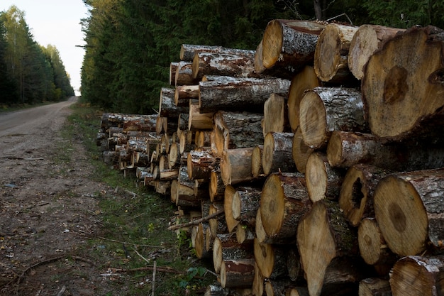 Log stapels langs de bosweg. Bos pijnbomen en sparren. Log trunks stapelen, de houtkap hout houtindustrie. Hoge kwaliteit foto