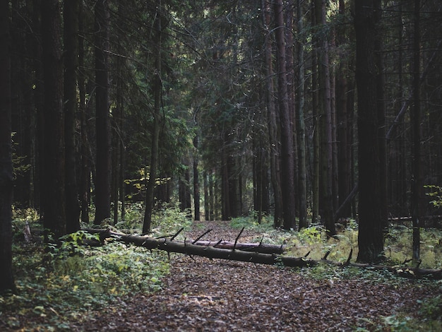 Log on a trail in a coniferous forest