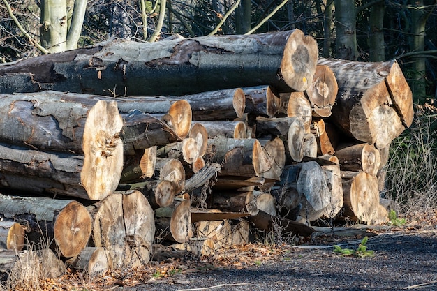 Log trunks pile the logging timber forest wood industry xAWood cutting in forest