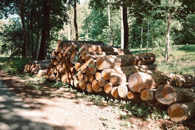 Log trunks pile the logging timber wood industry in forest background high quality photo