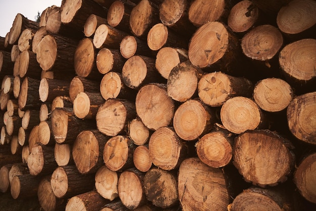 Log trunks pile the logging timber wood industry Forest pine and spruce trees