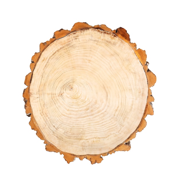 Log wood circle isolated on white