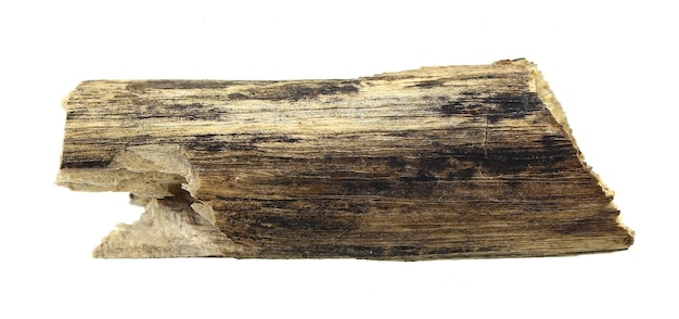 Log wood isolated on white background