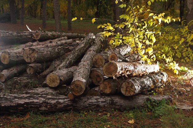 Logboeken op een stapel op een achtergrond van het bos Ontbossingsconcept De gekapte bomen liggen op de grond