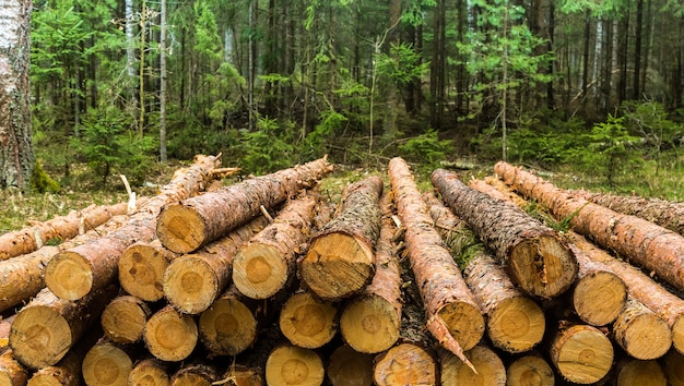Logboeken opgestapeld in het bos. Verse logs. Het uitdunnen van het bos. de houtkapindustrie.
