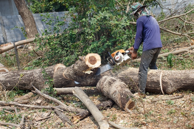 Logger Cut trees