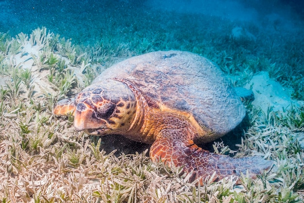 Морская черепаха Логгерхед Caretta caretta отдыхает в морской траве