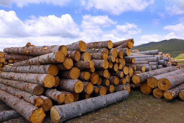 Logging sawing into round logs for the production of wooden products