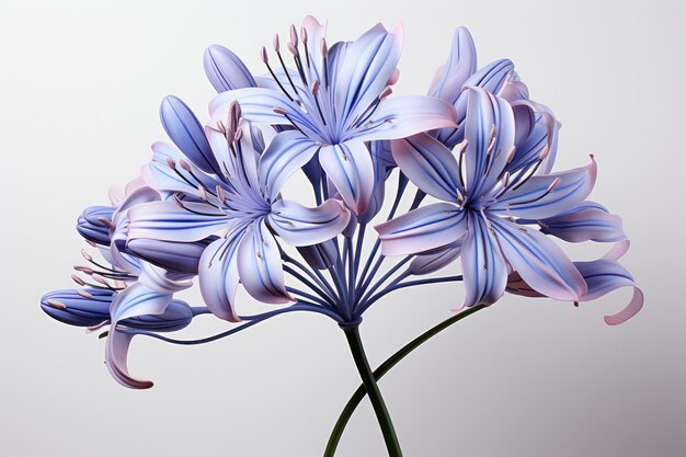 Logo illustration of the Agapanthus Flower