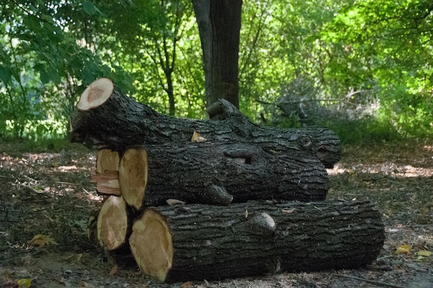 logs against trees at forest