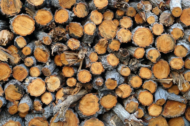 logs are cut and arranged in a row for friends to burn