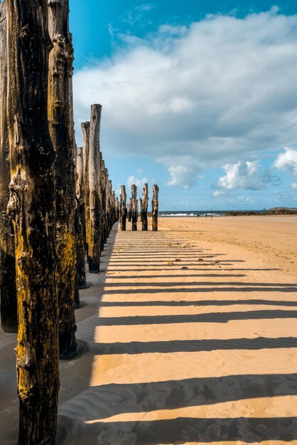 Logs on the beach