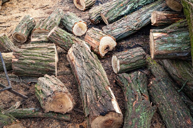 Logs covered with moss Cut stack of logs Stack of firewood