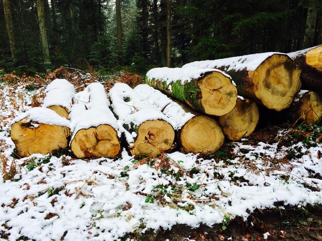 Photo logs covered with snow