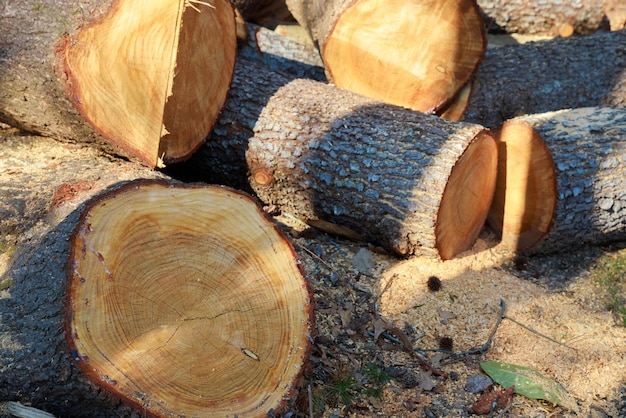 Logs cut into pieces to prepare for winter