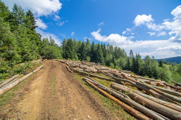 Foto tronchi di alberi da taglio freschi giacciono accanto alla strada sterrata nella foresta pronti per il trasporto.