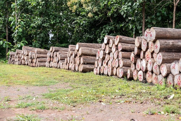 Logs of gold teak cut into pieces to prepare the factory to make furniture.