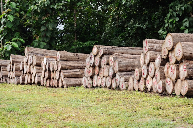 Logs of gold teak cut into pieces to prepare the factory to make furniture.