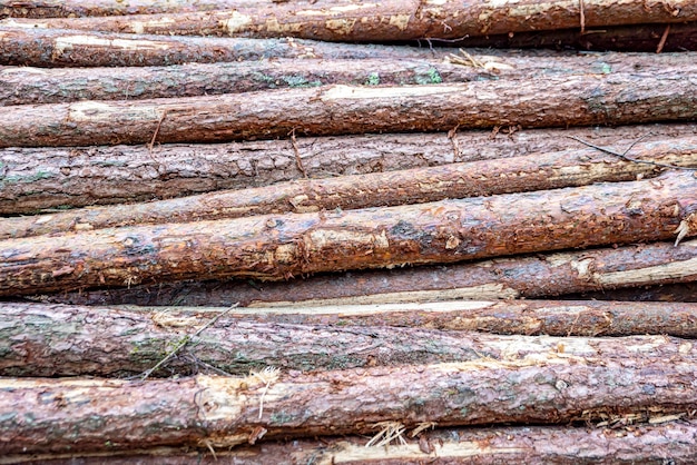 Logs in a heap harvesting pine logs in the forest folded wood a pile of logs in a coniferous forest