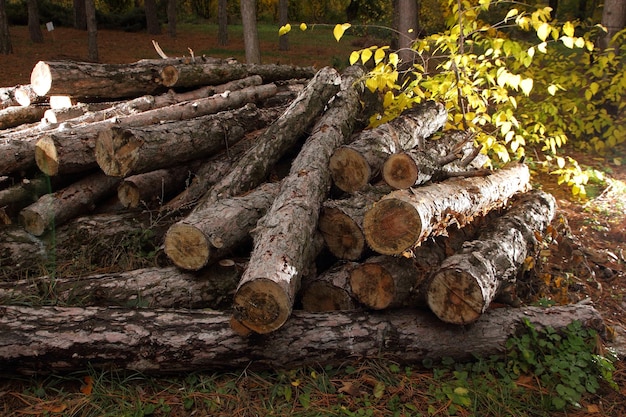 Logs on a pile on a background of the forest Deforestation concept The felled trees lie on the ground