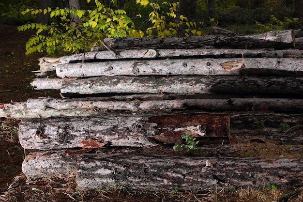 森の背景にある山の丸太森林破壊の概念伐採された木は地面に横たわっています