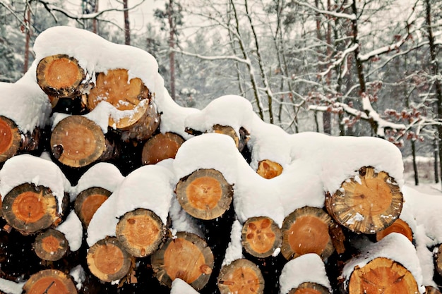 Logs stacked under the snow in the forest