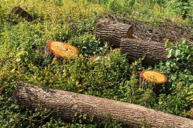 Photo logs and tree stumps lie in a clearing in the forest illegal disboscation or deforestation